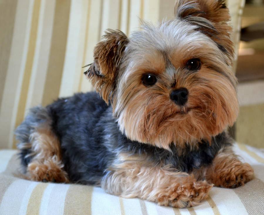 Adorable Yorkshire Terrier Looking At Camera Wallpaper