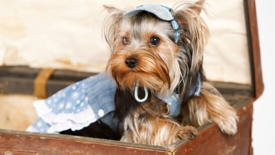 Adorable Yorkshire Terrier Wearing Denim Wallpaper