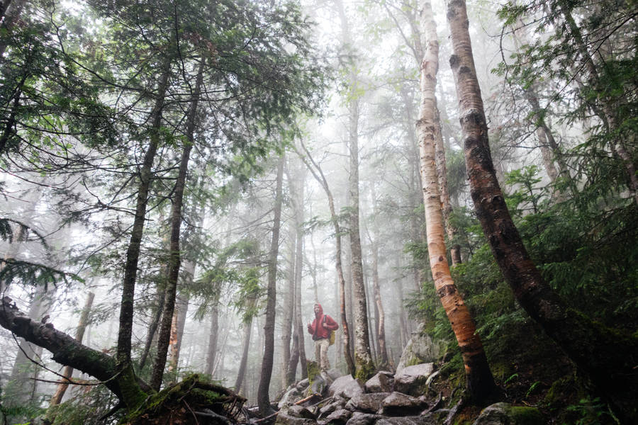 Adventure In The Rainforest Wallpaper