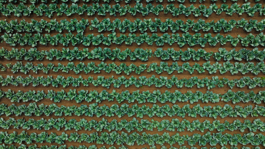 Aerial Cabbage Wallpaper