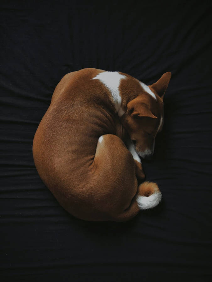 Aerial Shot Of A Sleeping Dog Wallpaper