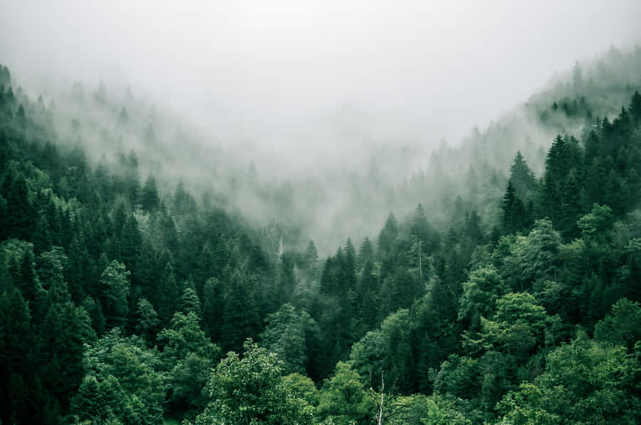 Aerial View Of Foggy Jungle Desktop Wallpaper