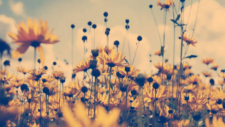 Aesthetic Art Yellow Flowers Wallpaper