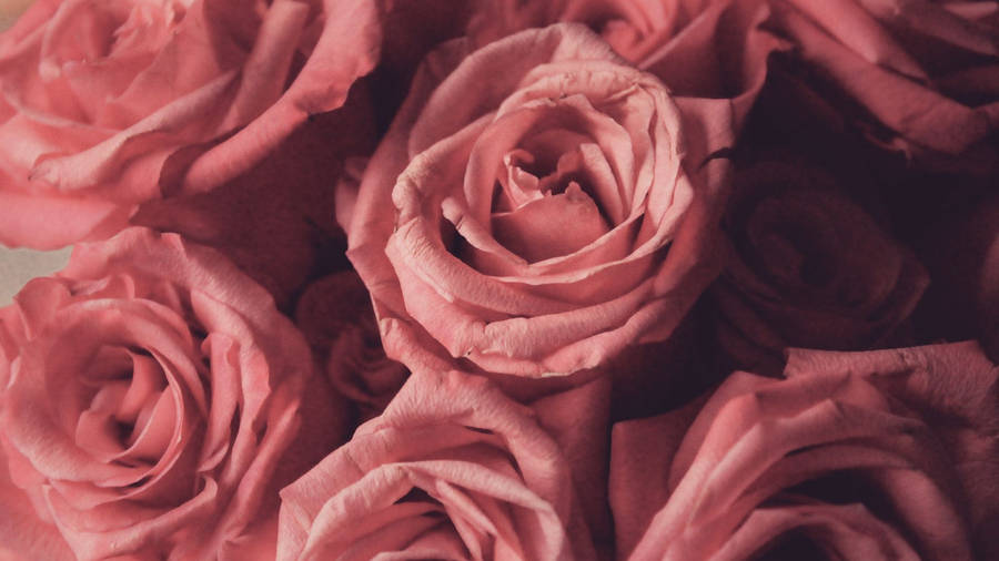 Aesthetic Baby Pink Roses Wallpaper