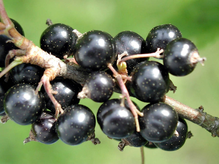 Aesthetic Black Currant Fruit Stem Plant Wallpaper