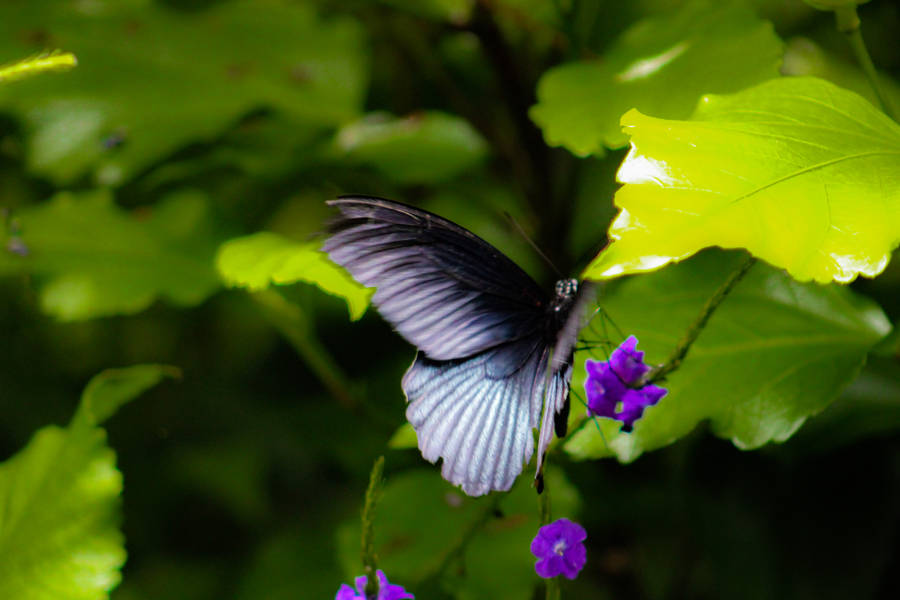 Aesthetic Butterfly With Colorful Wings Wallpaper