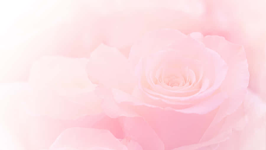 Aesthetic Computer Light Pink Blooming Rose Wallpaper