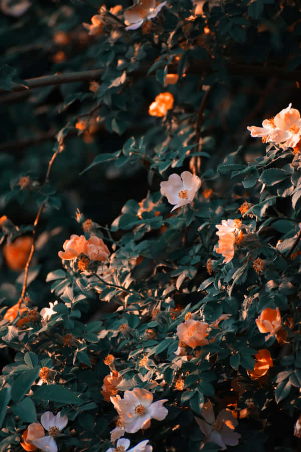 Aesthetic Cute Flower Wallpaper