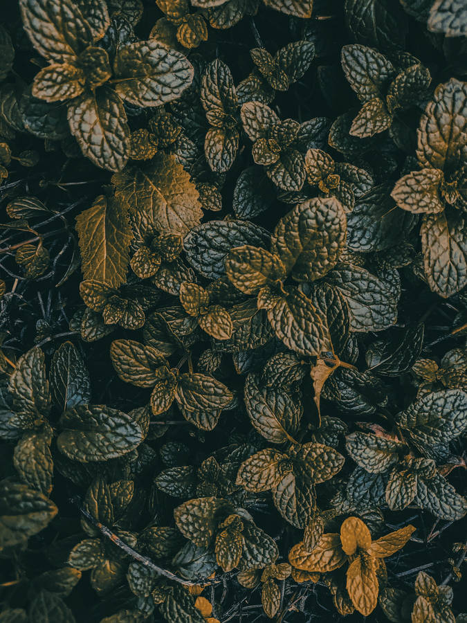 Aesthetic Dark Green Leaves Wallpaper