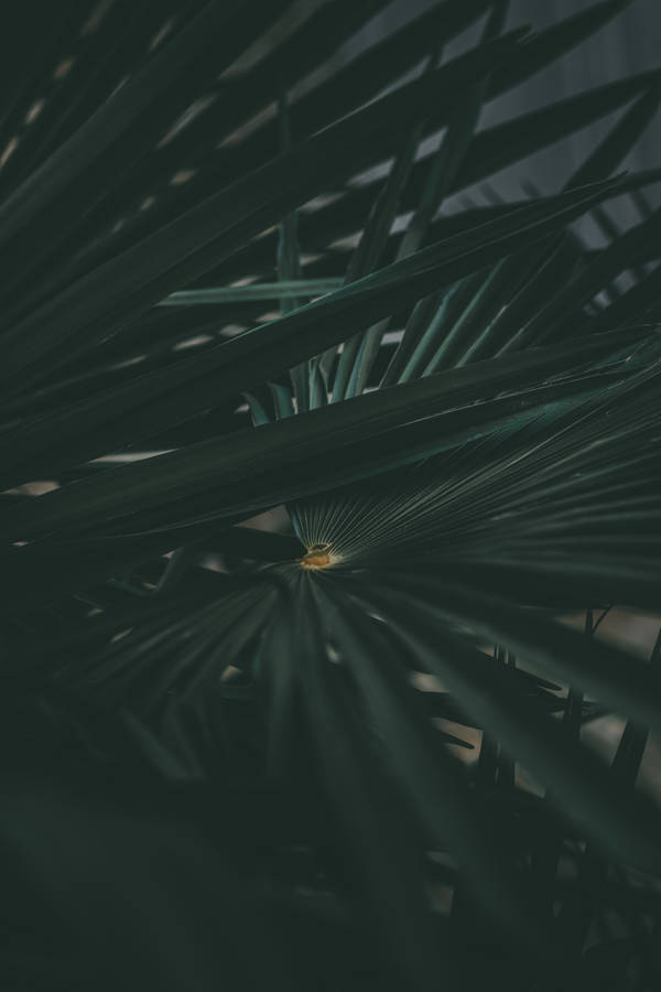 Aesthetic Dark Green Palm Leaves Wallpaper