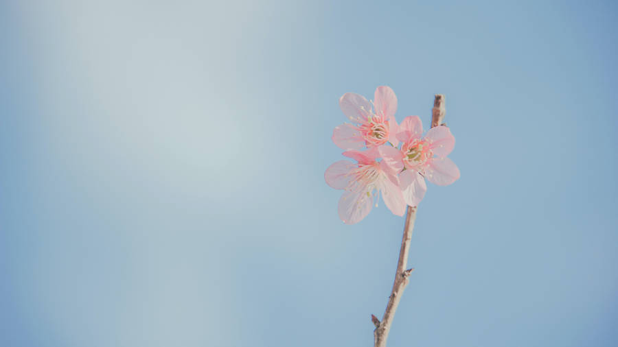 Aesthetic Desktop Pastel Flowers Wallpaper