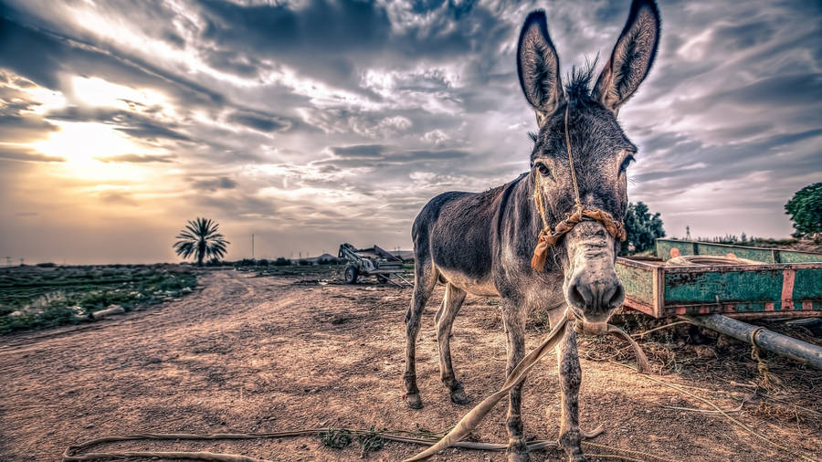 Aesthetic Donkey On Farm Wallpaper