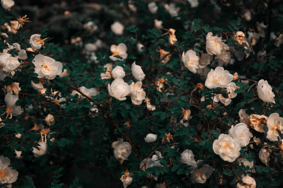 Aesthetic Flower In Dark Bush Wallpaper