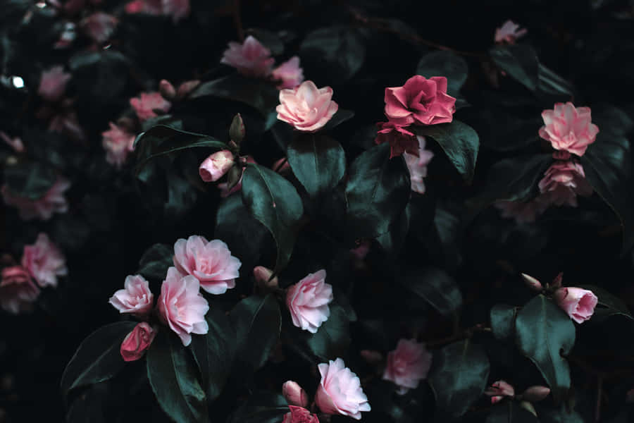 Aesthetic Flowers With Dark Leaves Wallpaper