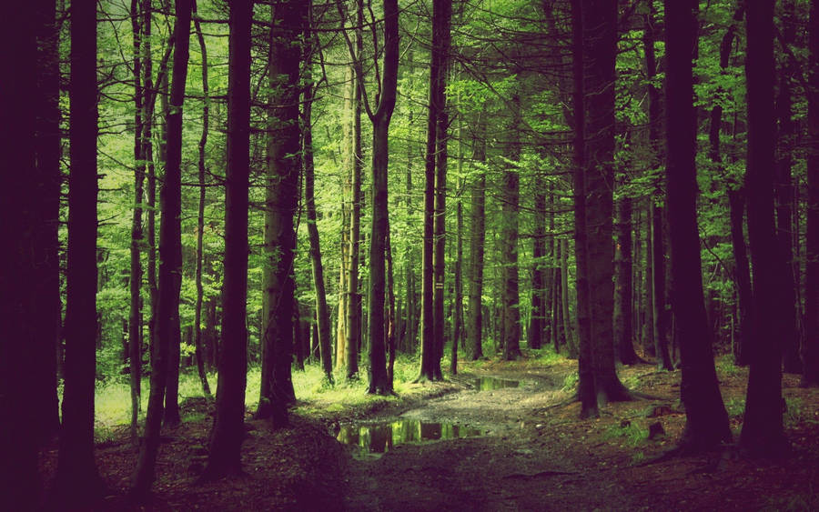 Aesthetic Forest Background Wallpaper