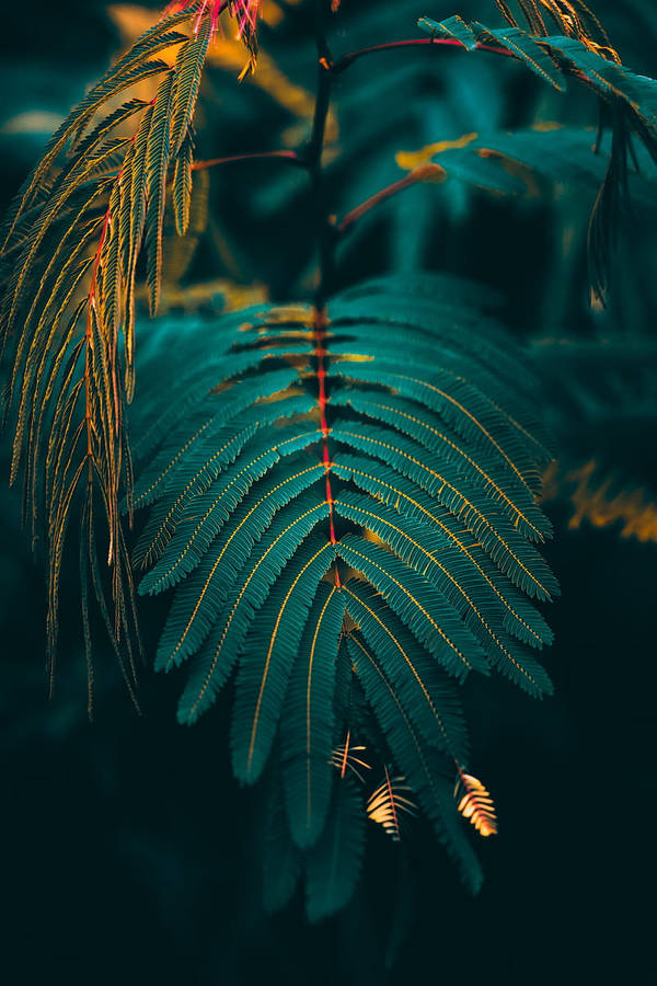 Aesthetic Green Leaves Hd Phone Wallpaper