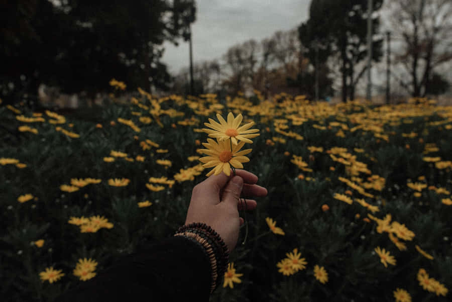 Aesthetic Grunge Desktop Dandelion Garden Wallpaper