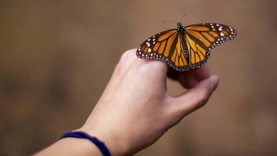 Aesthetic Orange Butterfly On Fingers Wallpaper