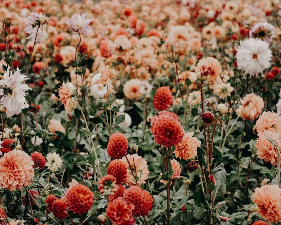 Aesthetic Orange Wildflowers Cute Floral Wallpaper