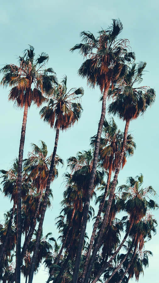 Aesthetic Palm Trees Sky Blue Wallpaper