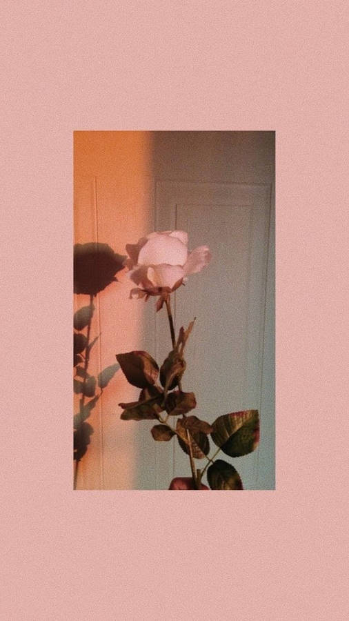 Aesthetic Peach Pink Rose Wallpaper