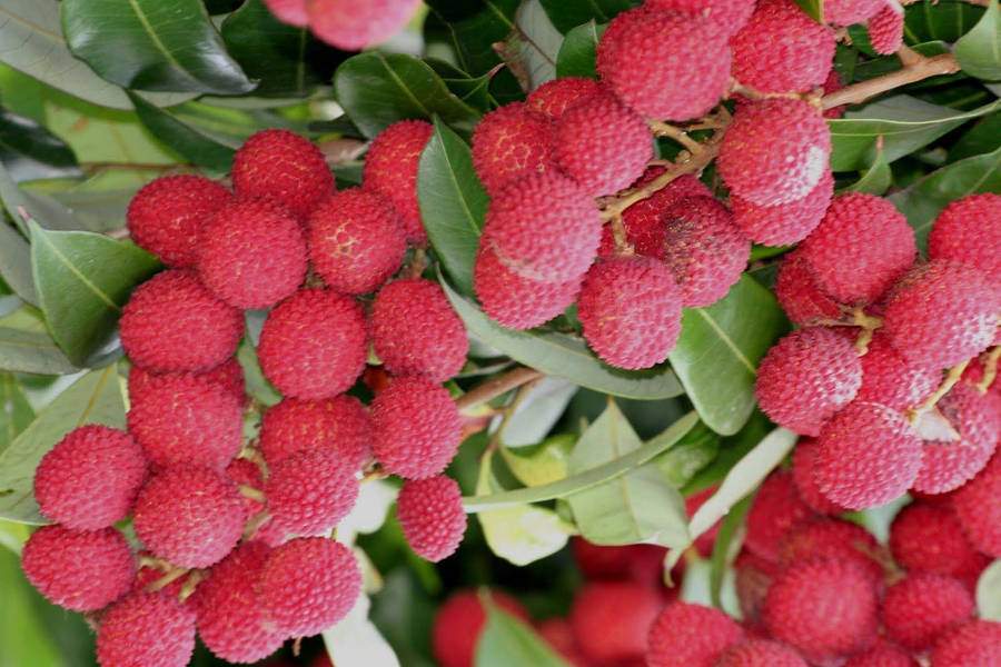 Aesthetic Pink Red Lychee Fruits Wallpaper