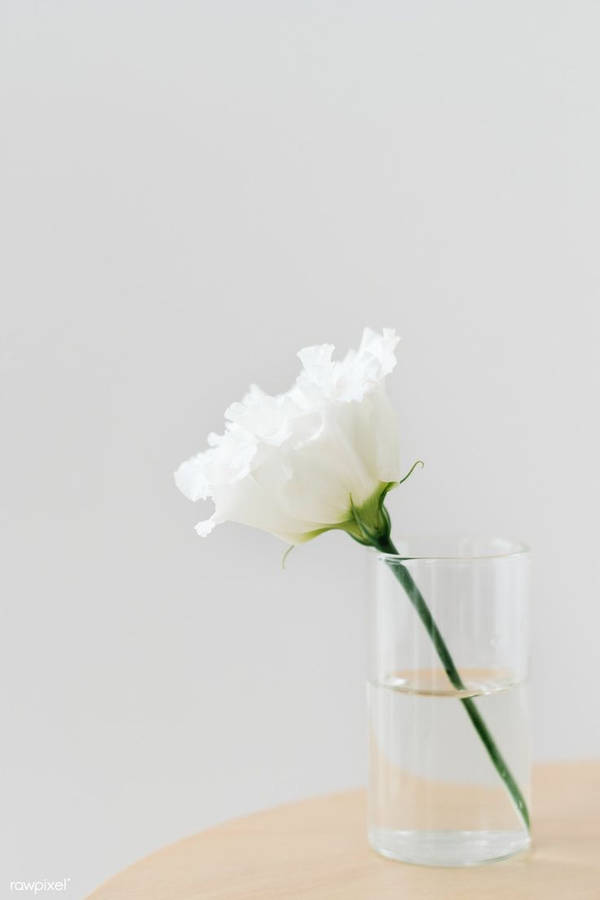 Aesthetic Plain White Flower Glass Wallpaper