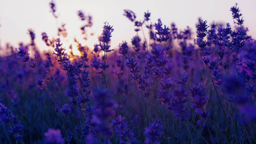 Aesthetic Purple Flower And Sunset Wallpaper