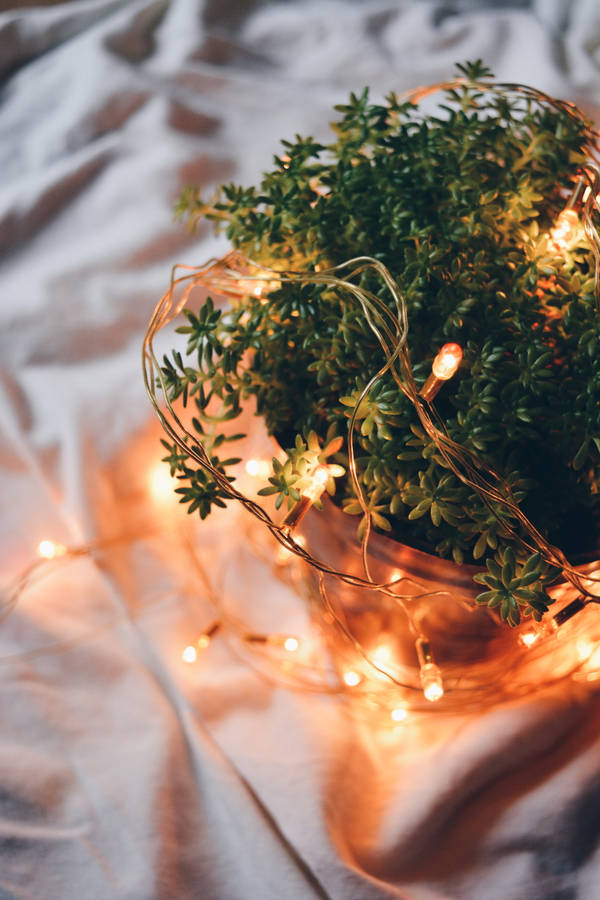 Aesthetic String Light On Plant Wallpaper