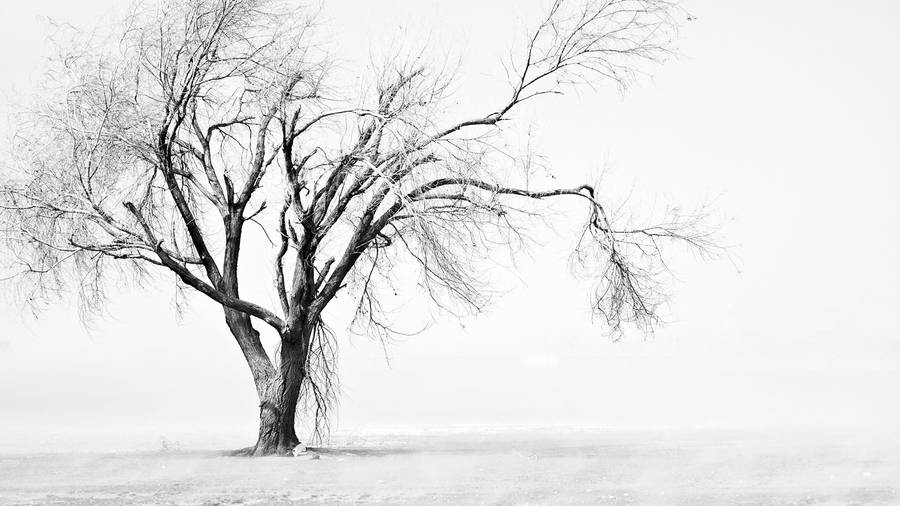 Aesthetic Tree Bright White Background Wallpaper