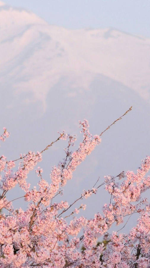 Aesthetic Tumblr Sakura Flowers Wallpaper