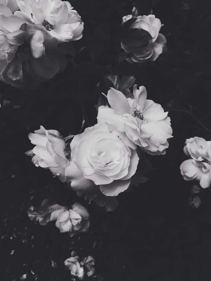 Aesthetic White And Black Iphone Flowers Wallpaper