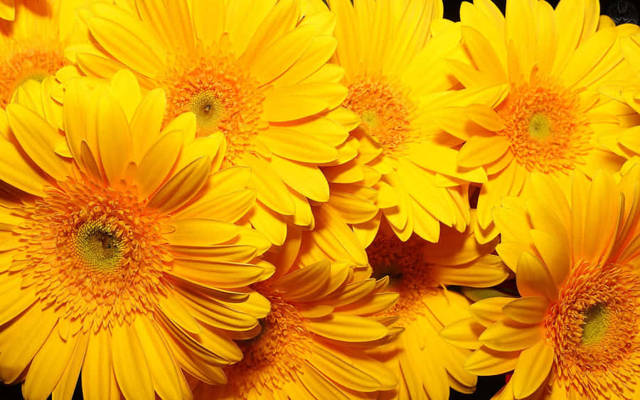 Aesthetic Yellow Daisy Flower Against A Blue Sky Wallpaper