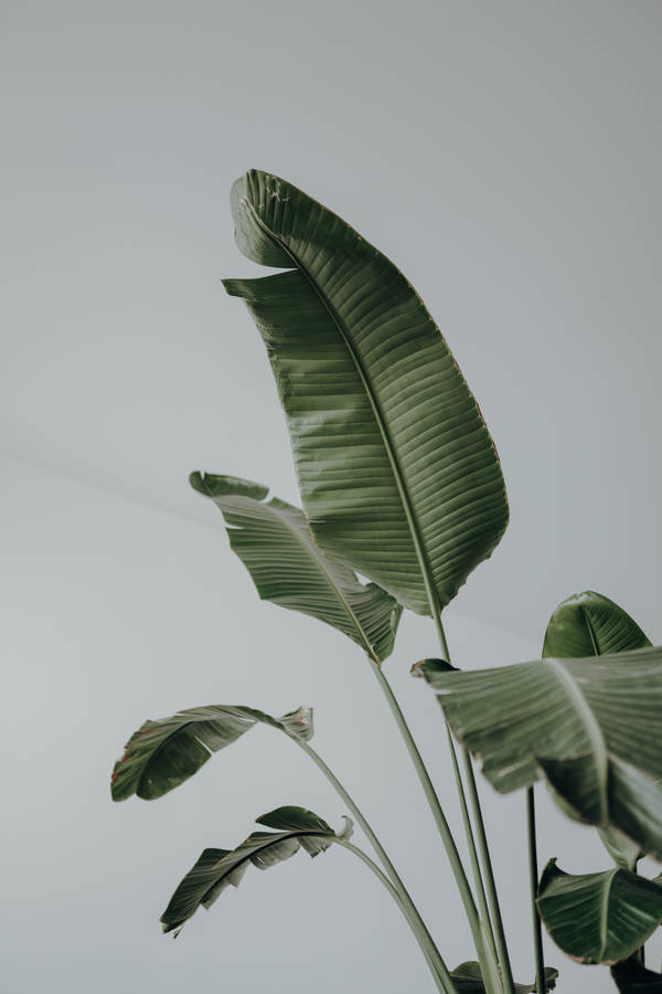 Aesthetic Young Banana Leaves Plants Wallpaper