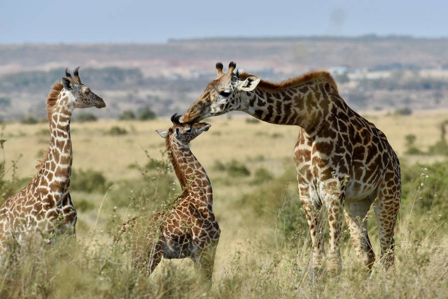 African Animals Giraffe Calf Wallpaper