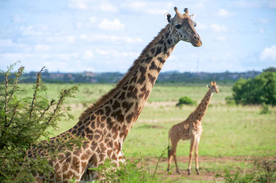 African Animals Giraffes Wallpaper