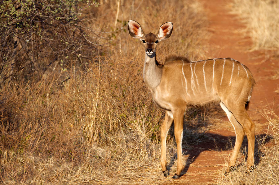 African Animals Kudu Wallpaper