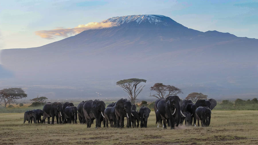 African Animals Mountain Wallpaper