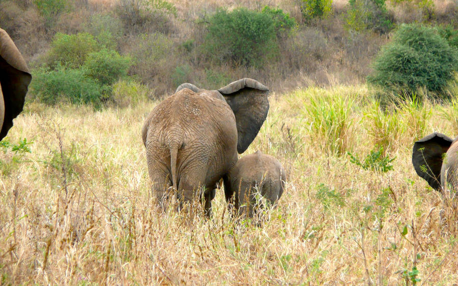 African Animals Tall Grass Wallpaper