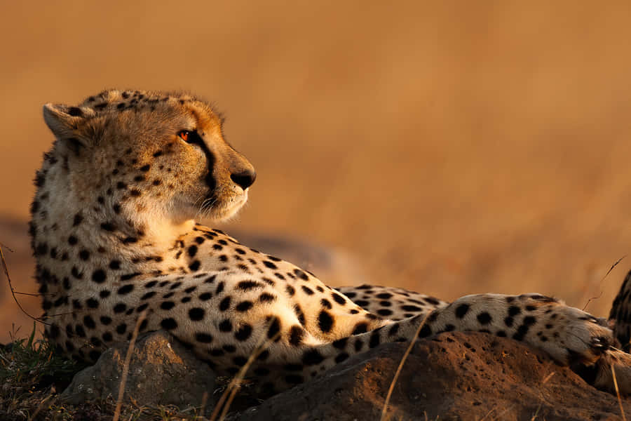 African Cheetah Running In The Savannah Wallpaper