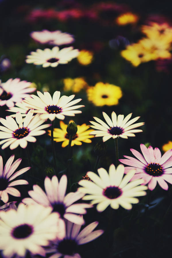 African Colorful Daisies Wallpaper