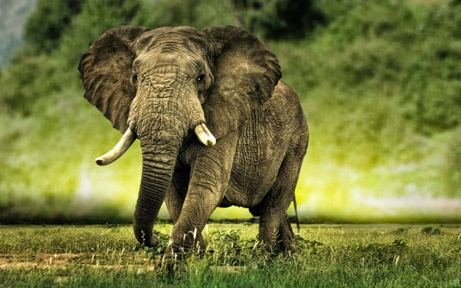 African Elephant In The Wild Wallpaper