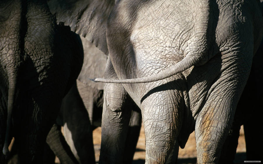 African Elephant Rear View Wallpaper