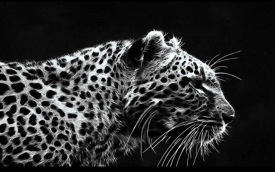 African Leopard Black Hd Desktop Wallpaper