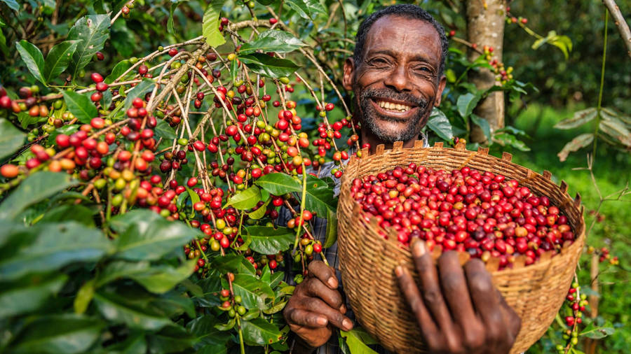 African Man Harvested Coffee Cherries Wallpaper