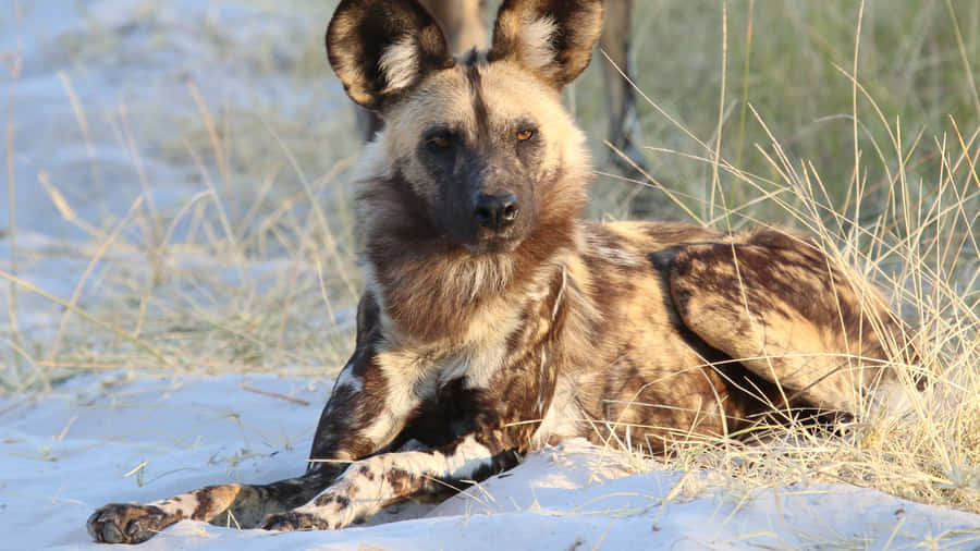 African Wild Dog Restingin Savannah Wallpaper