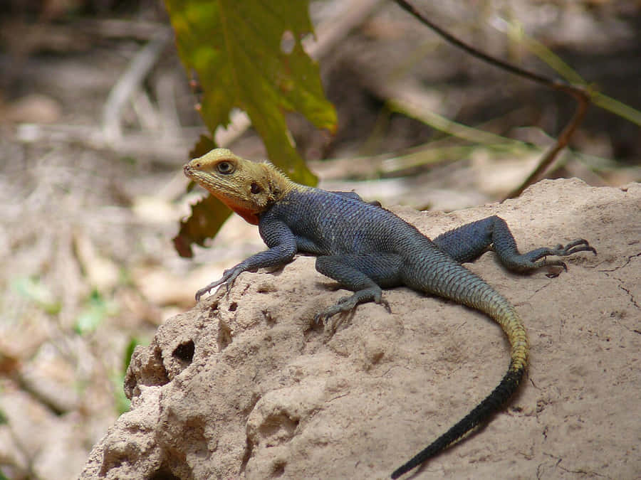 Agama_ Lizard_ On_ Rock.jpg Wallpaper