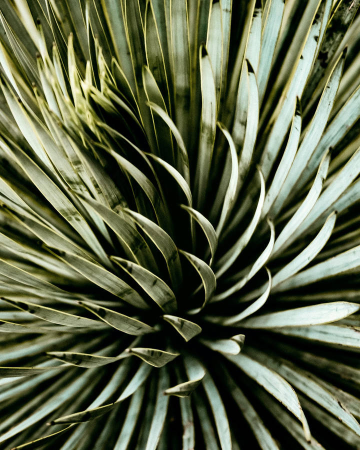 Agave Plant Aesthetic Wallpaper