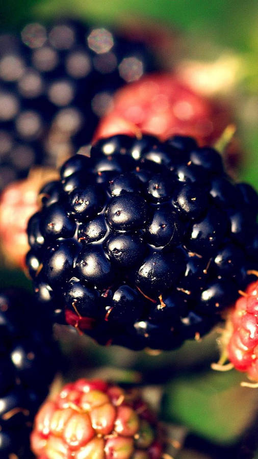 Aggregate Fruit Boysenberry Wallpaper