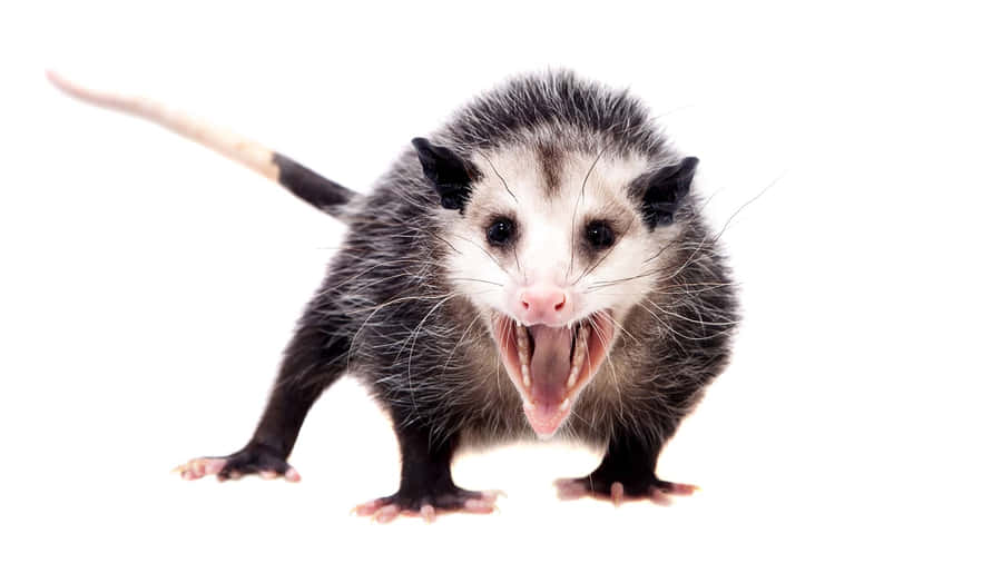 Aggressive Opossum White Background.jpg Wallpaper